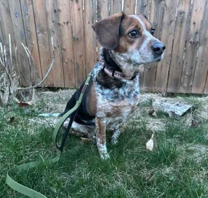 Photo of Bella