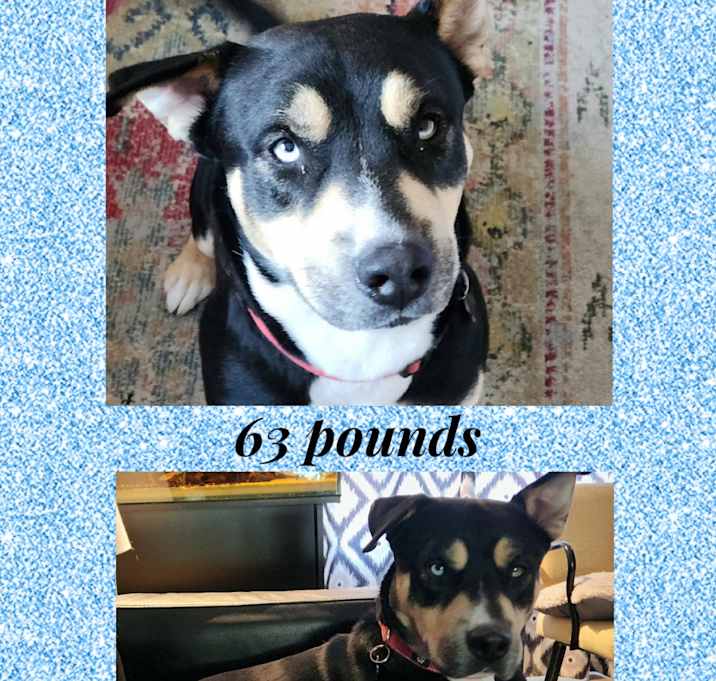 Photo of BARKLEY – 2 YR MALE AUSTRALIAN