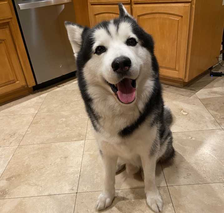 Photo of Mishka