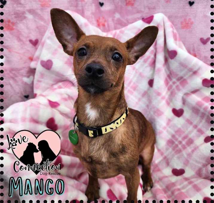 Photo of Mango