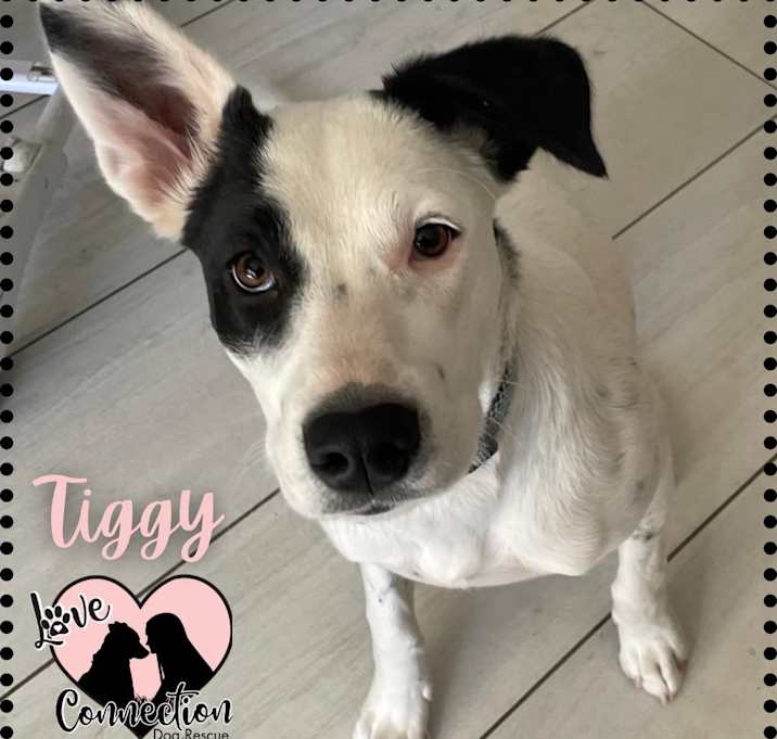 Photo of Tiggy