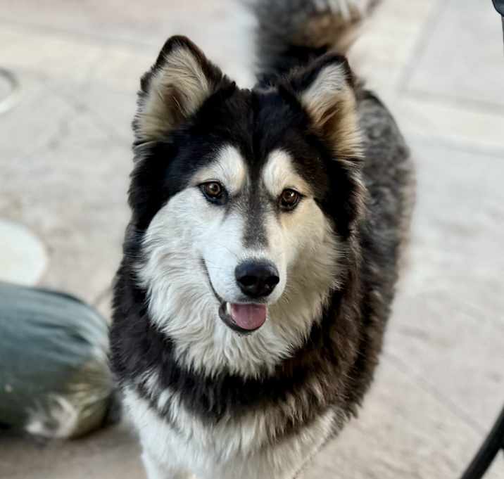 Photo of Gracie