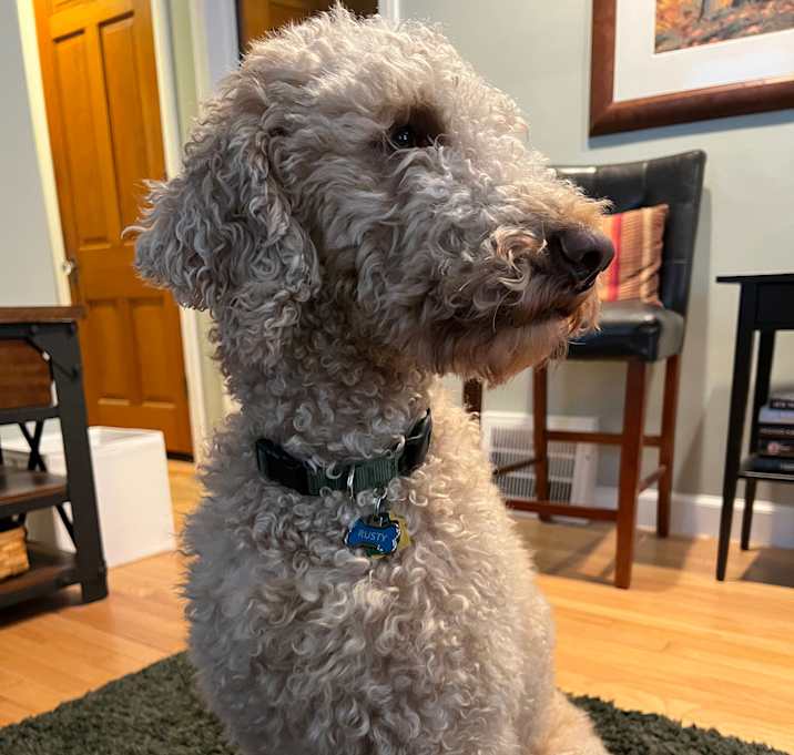 Photo of Rusty