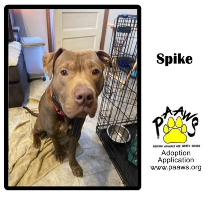 Photo of Spike