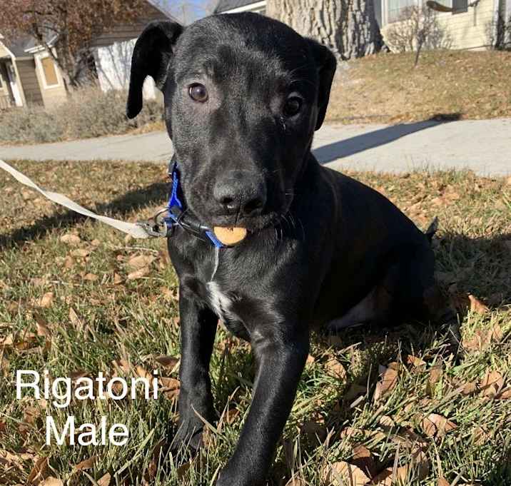Photo of Rigatoni