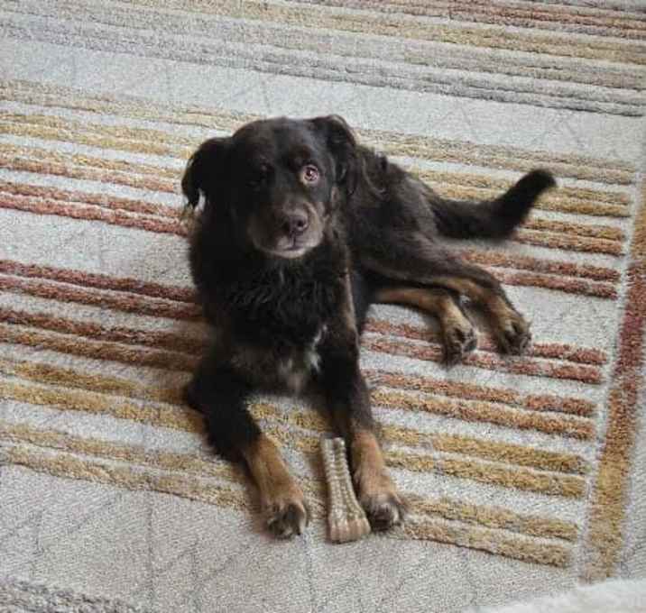 Photo of Cooper