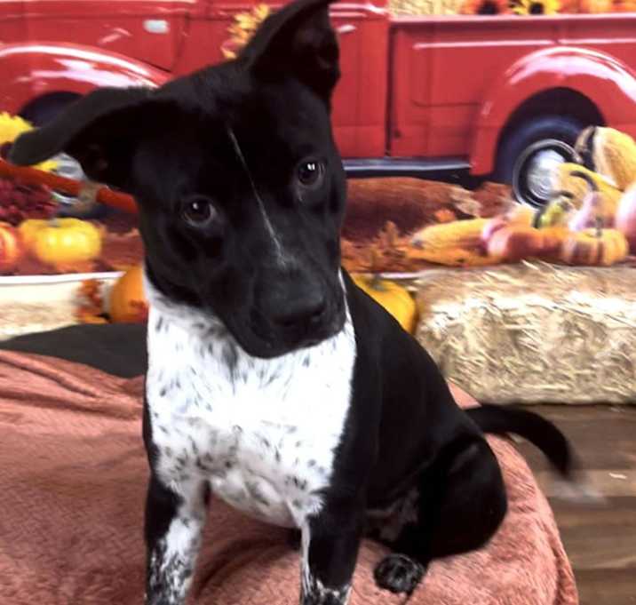 Photo of Birdie