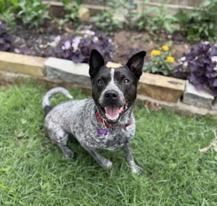 Photo of Bullett