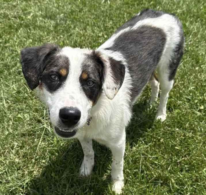 Photo of Philadelphia Eagles Pups - Jaylen