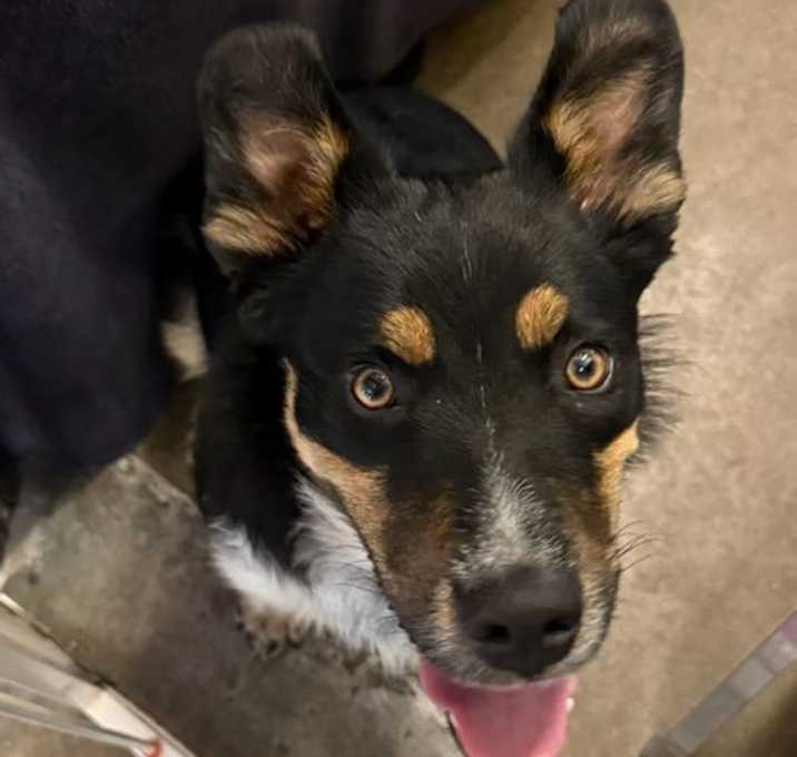 Photo of Philadelphia Eagles Pups - Donovan