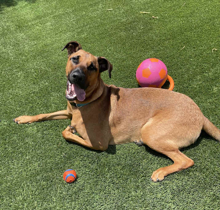 Photo of Apollo