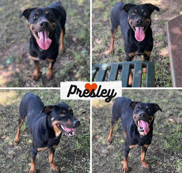 Photo of Presley