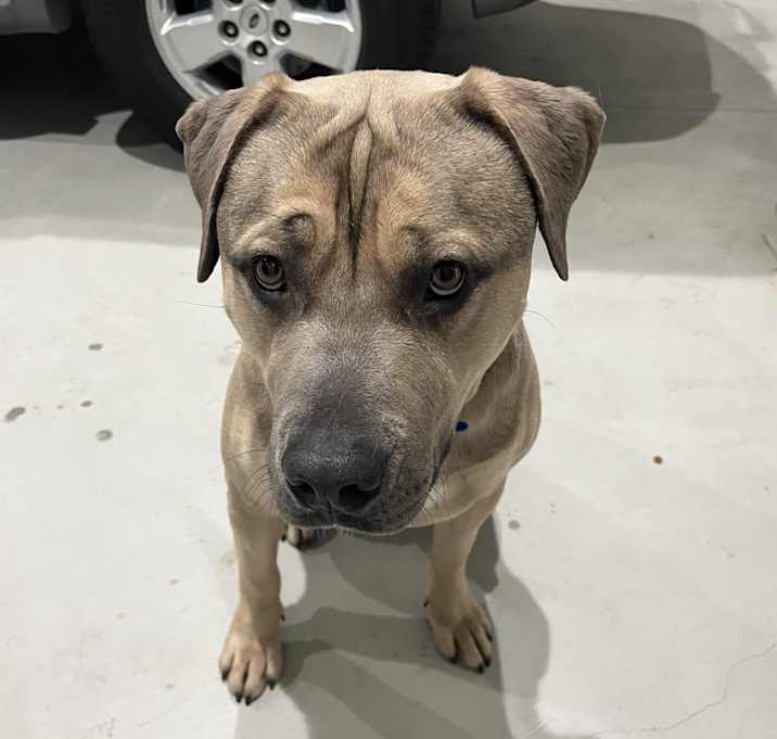 Photo of Koda Bear