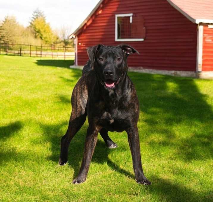 Photo of Cocoa