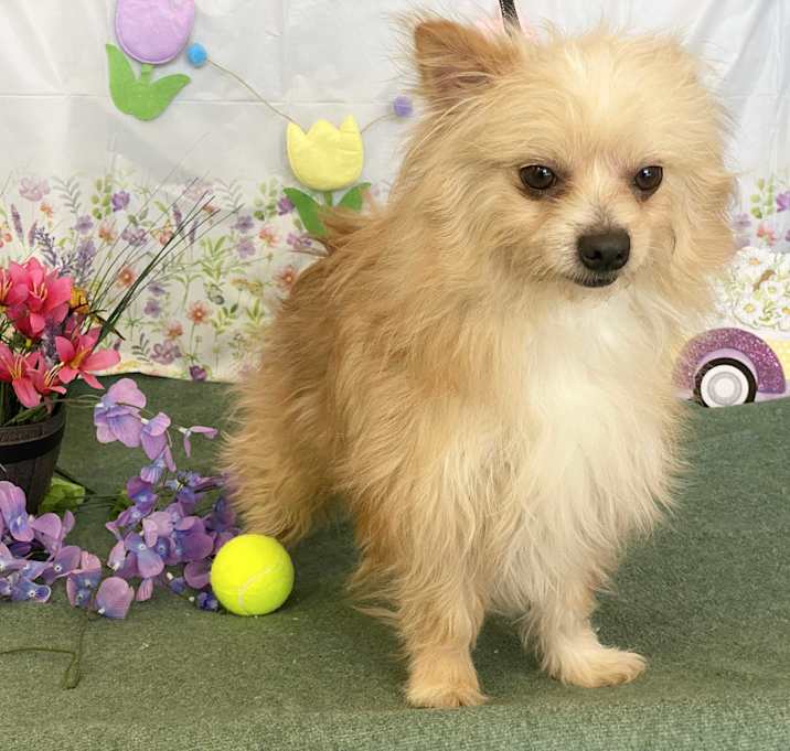 Photo of Buddy
