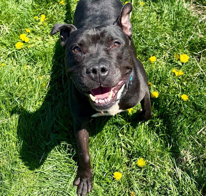 Photo of Rocko