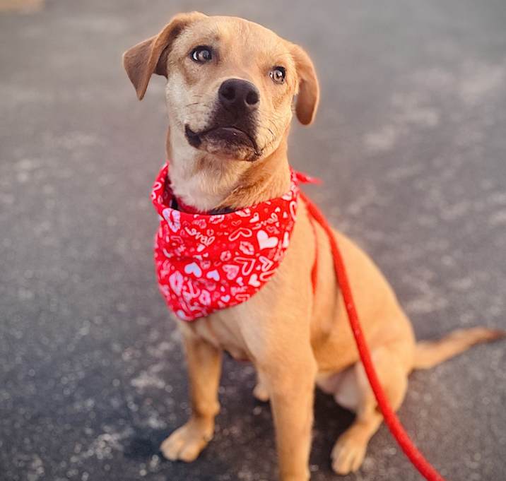 Photo of Goldie