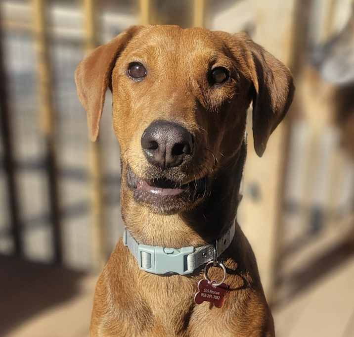 Photo of Otis
