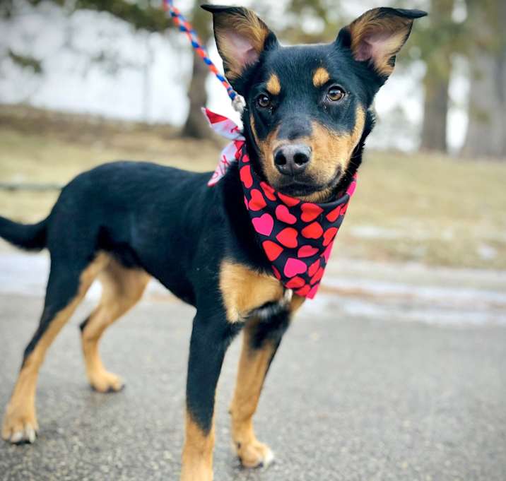 Photo of Marshal