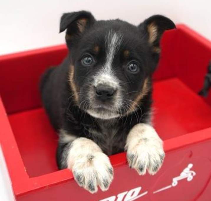 Photo of Teddy is a living teddy bear!