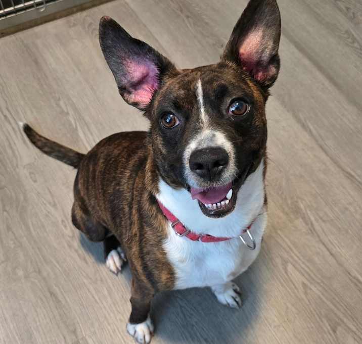 Photo of Banjo