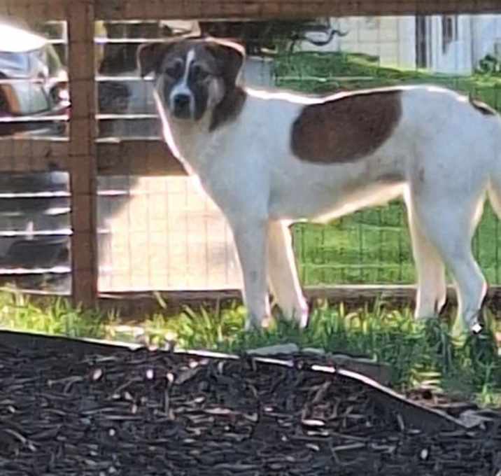 Photo of Amber (Rehoming Fee $100)