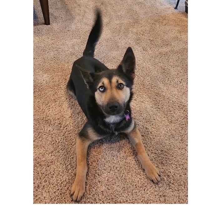Photo of Bosco