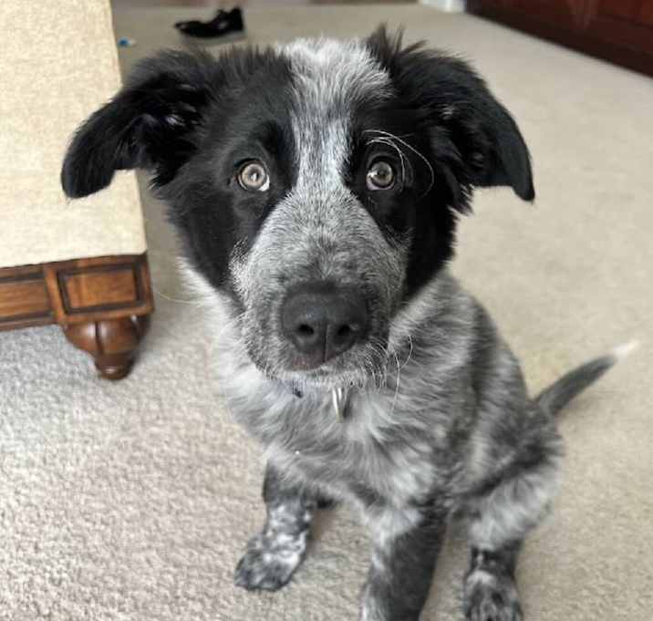 Photo of Patch