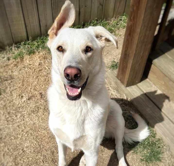 Photo of Rover