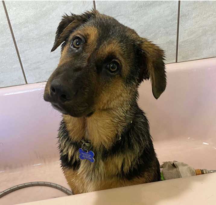 Photo of Rickenbacker (3.5mo PUPPY)