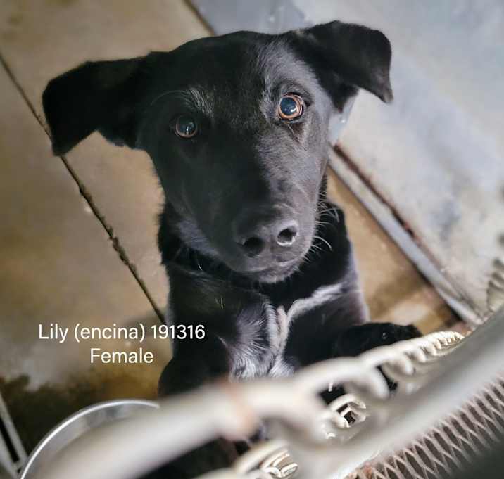 Photo of Lily(Encina)