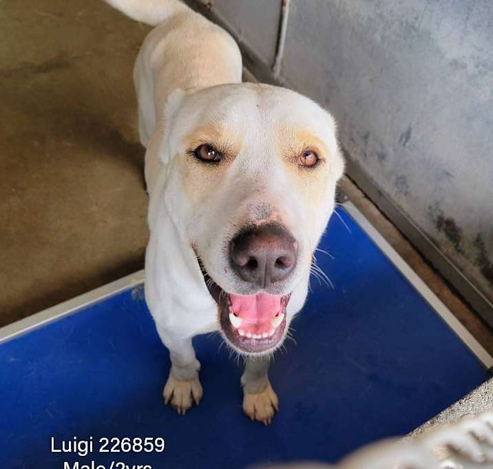 Photo of Luigi 