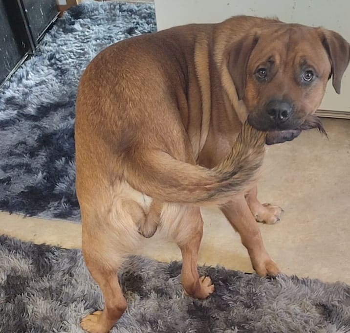 Photo of Rusty