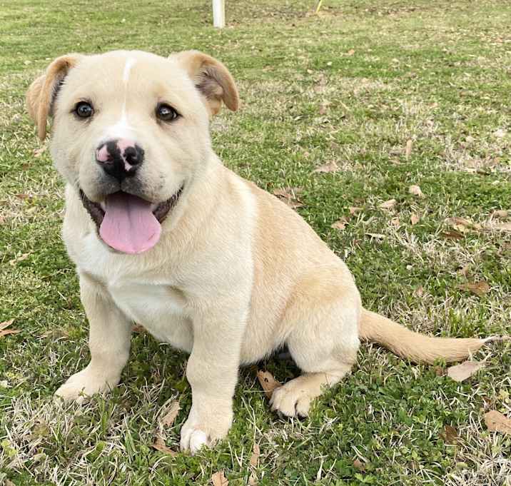 Photo of Brisket