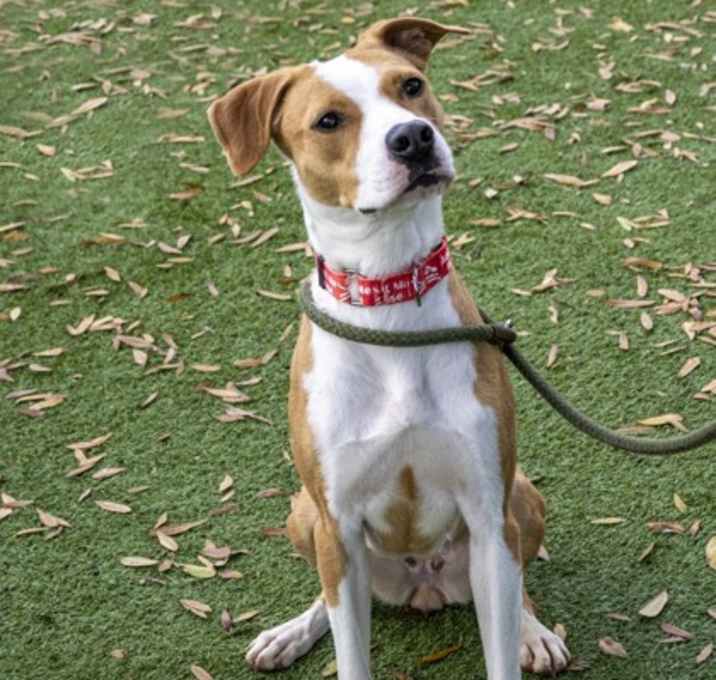 Photo of Nena (Cocoa)