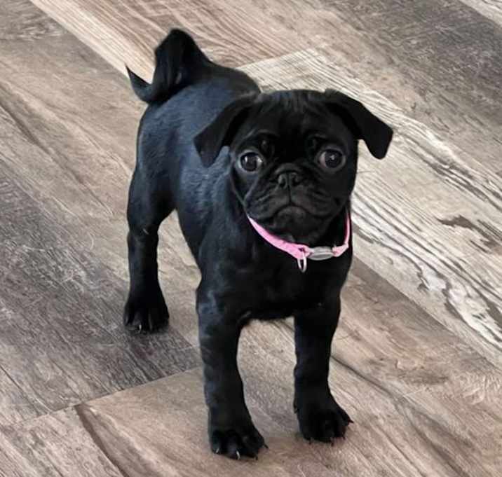 Photo of Ruby