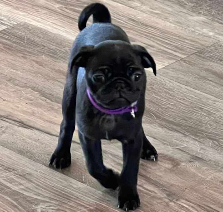 Photo of Violet