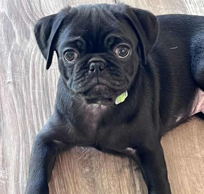 Photo of Max
