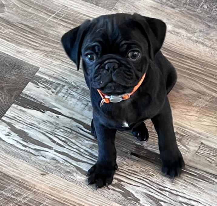 Photo of Jax