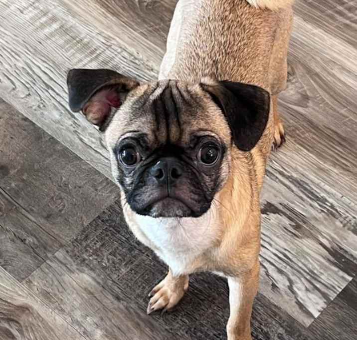 Photo of Bean