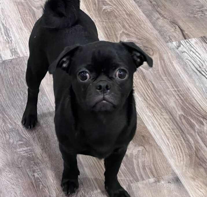 Photo of Raven