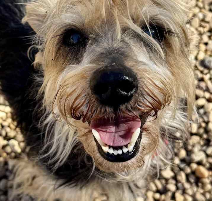 Photo of Archie