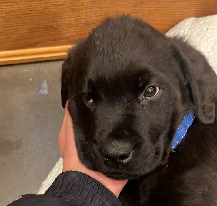 Photo of Thomas - Adoption Pending!