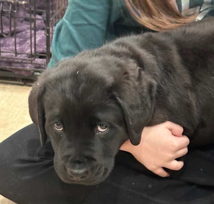 Photo of Benny - Adoption Pending!