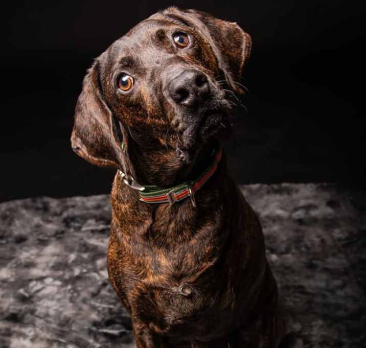 Photo of Bucky