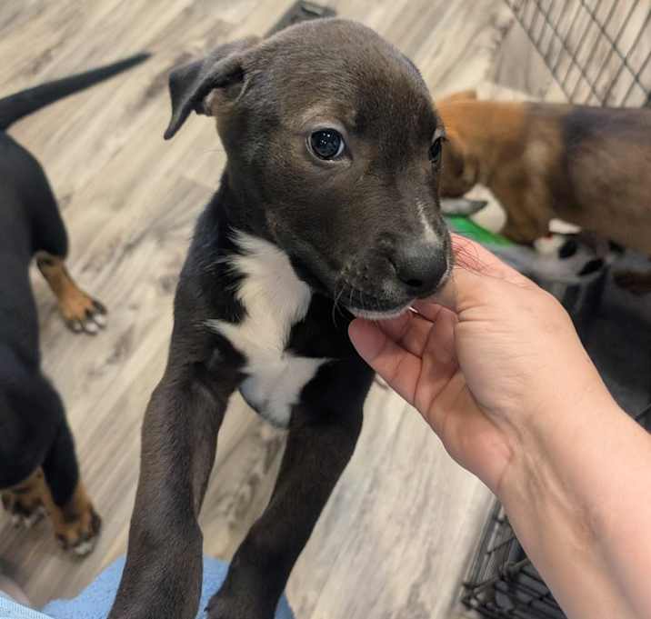 Photo of Clover