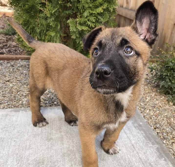 Photo of Dash