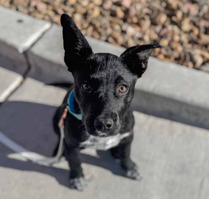 Pearl Photo #2