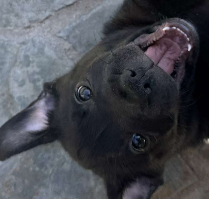 Photo of Midnight