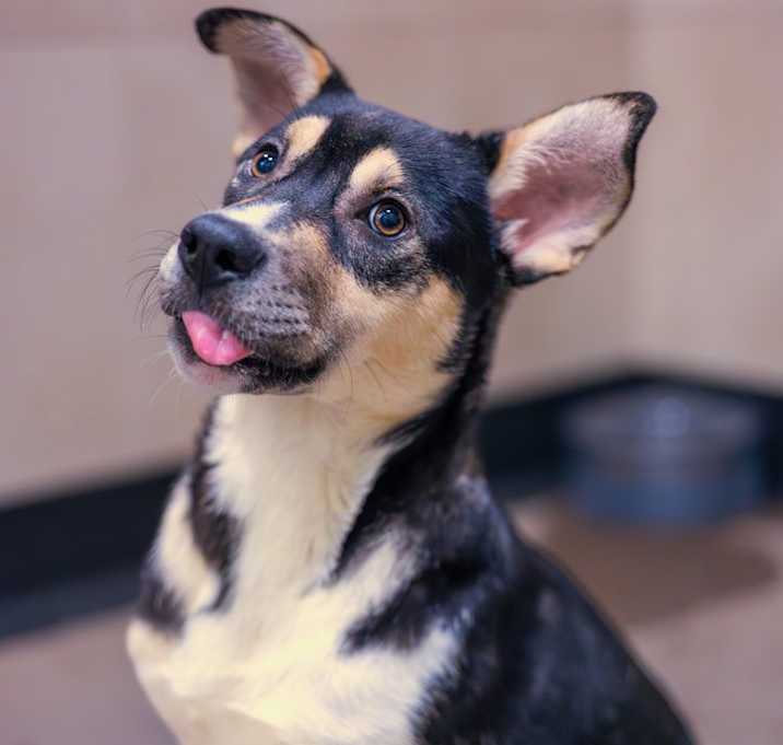 Photo of Dottie